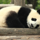 Illustration for article titled Panda blood could hold the secret to the next generation of antibiotics